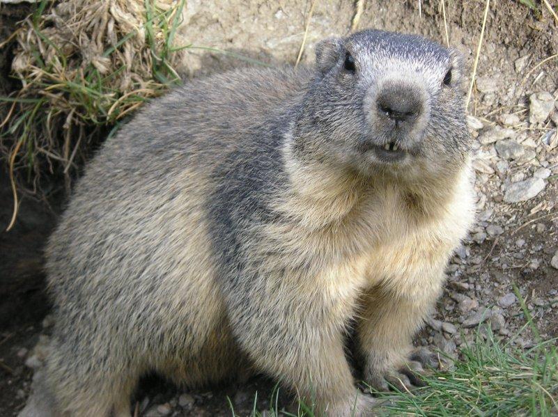 Flora i fauna Alp Szwajcarskich – świstaki, kozice i szarotka