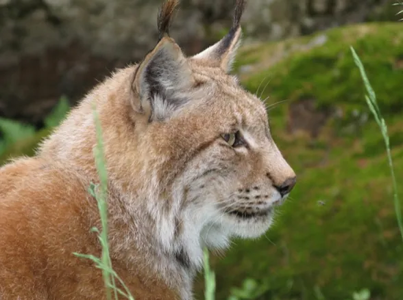 Alpejski ogród zoologiczny