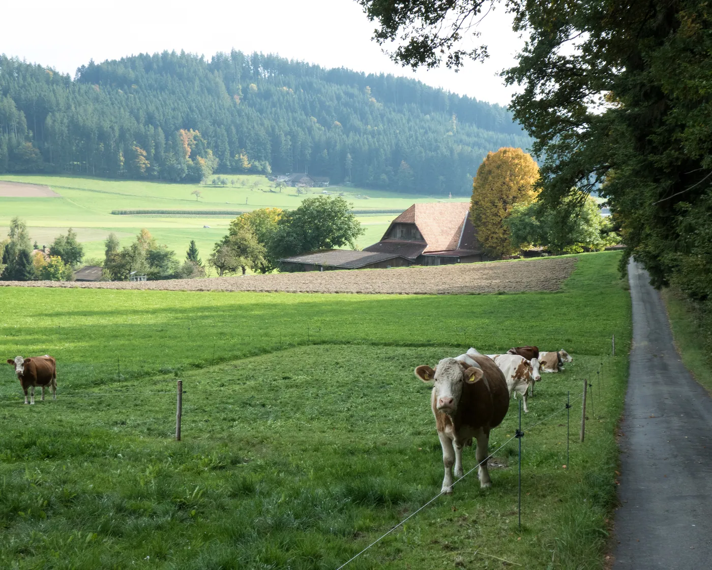 Napf Bike (Emmental)
