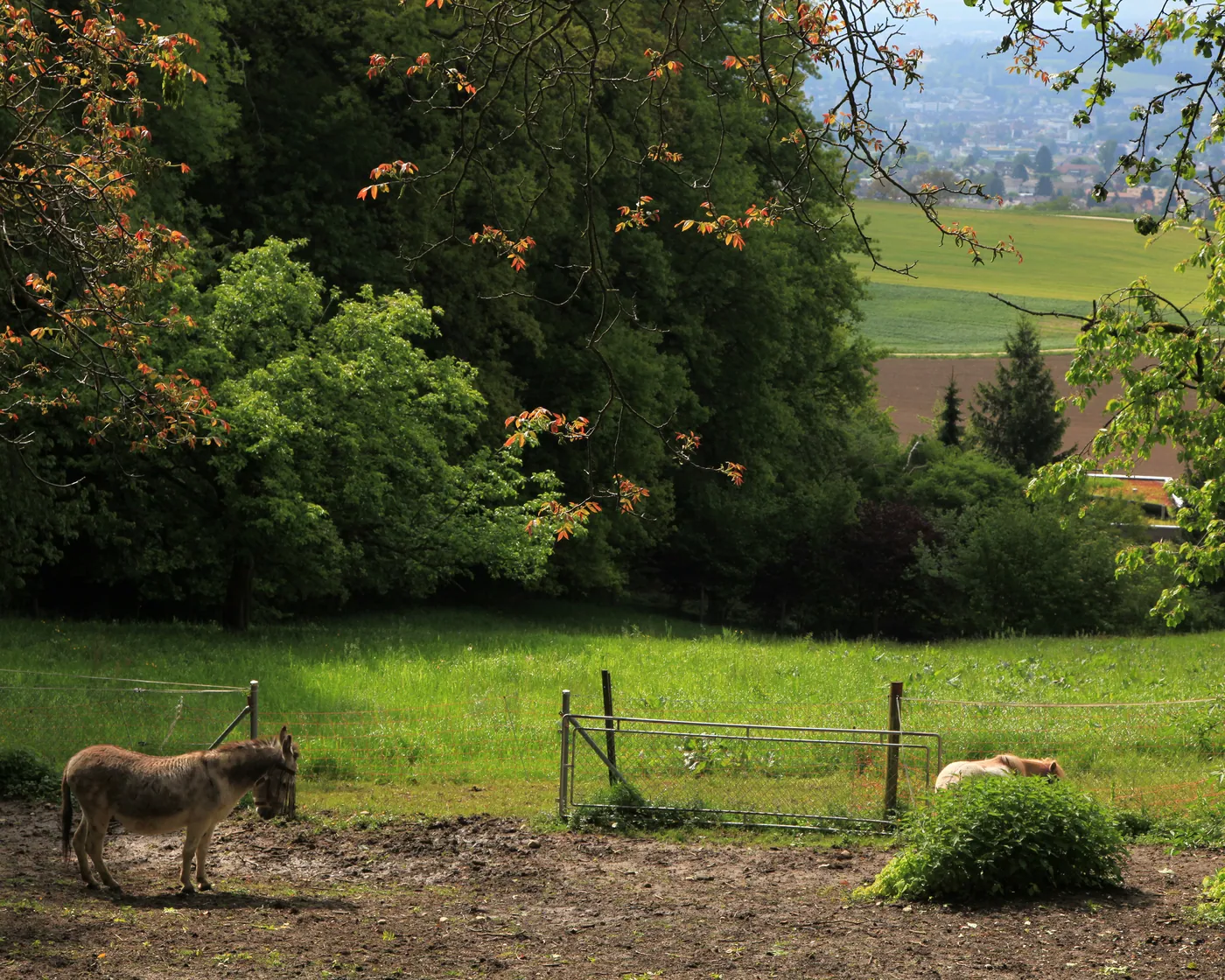 Oberdorf-Grenchen-Waldrandweg