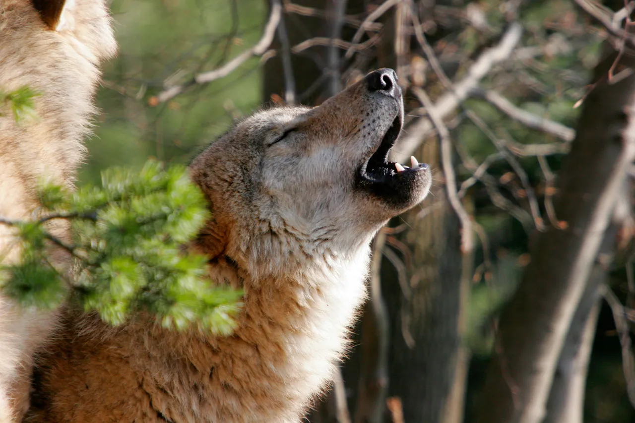 Communication in the animal kingdom