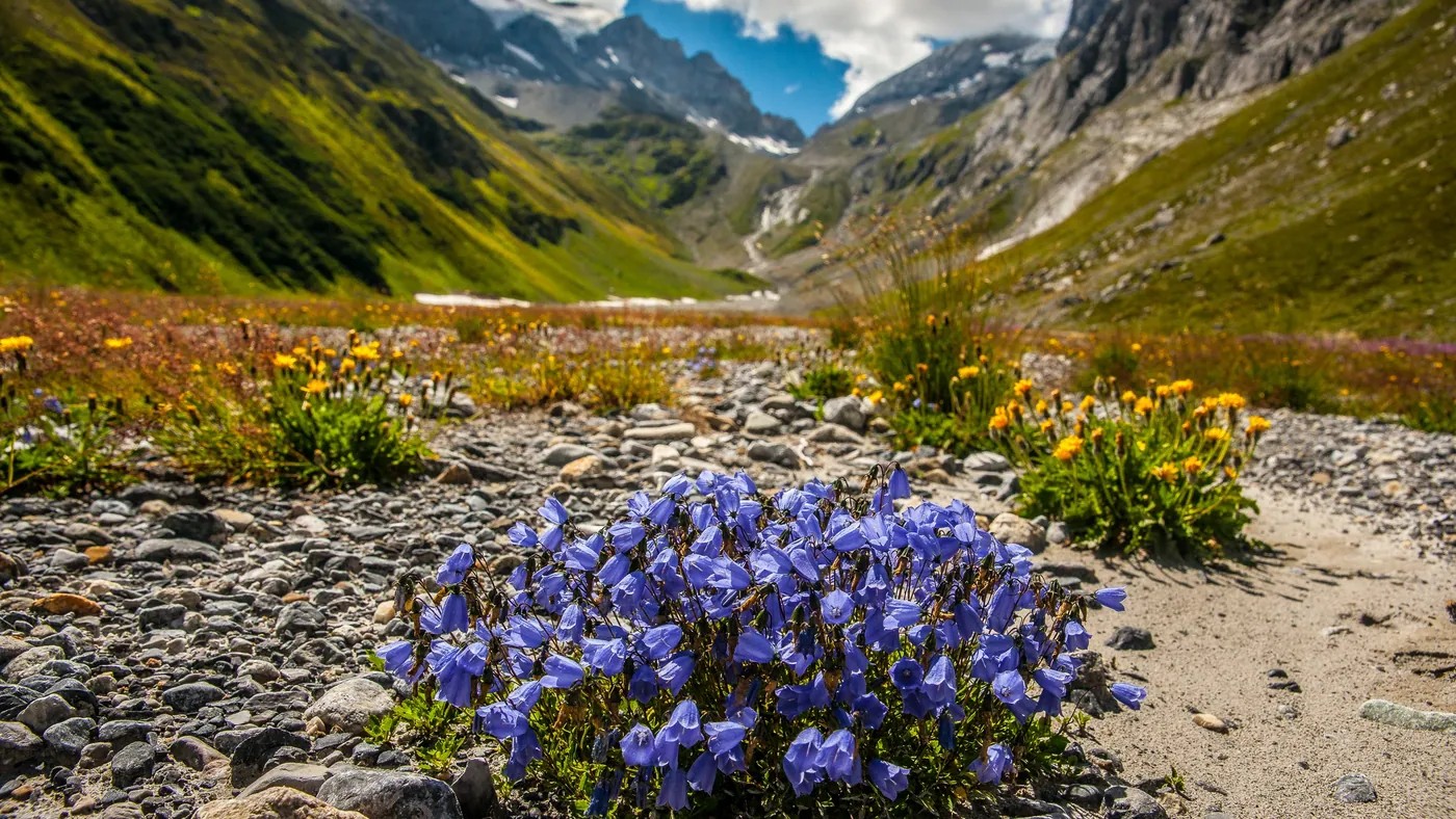 Val Frisal