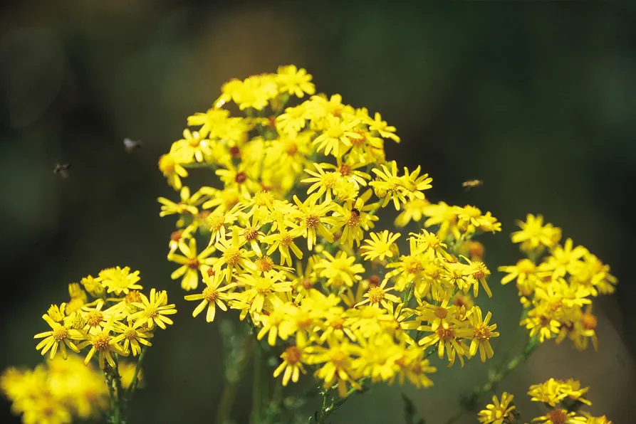 Ścieżka botaniczna Diesse–Lamboing