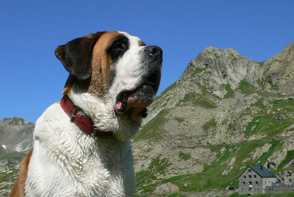 Pays du Saint-Bernard