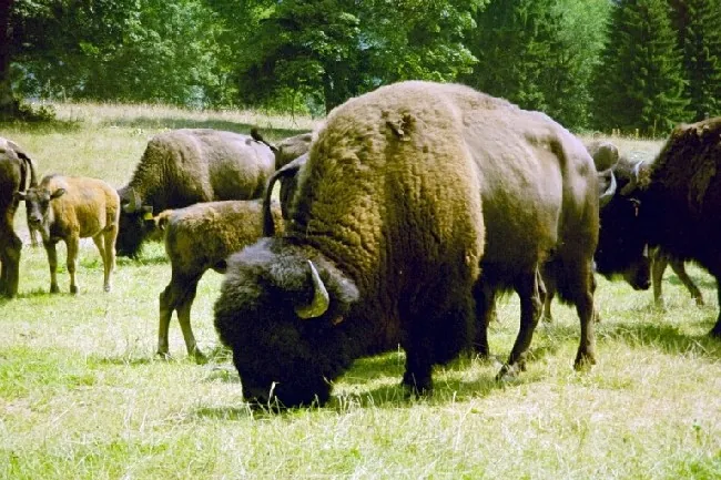 Bison Ranch