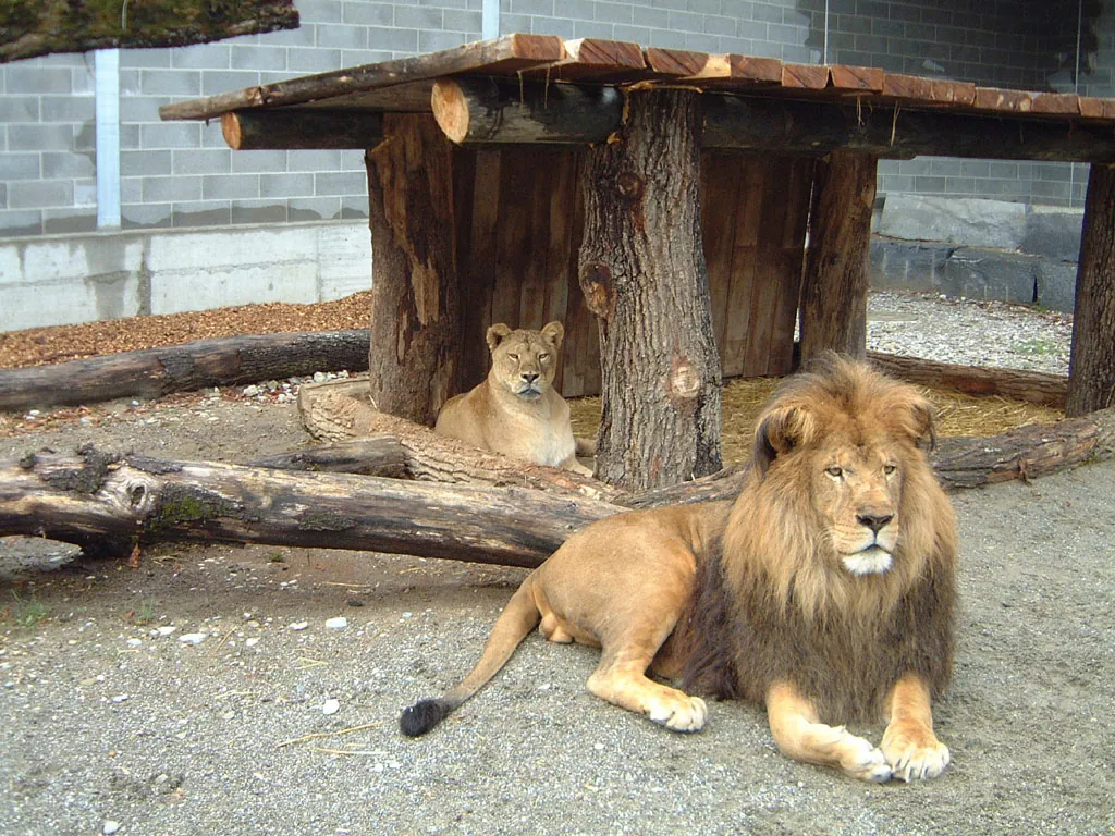 Plättli Zoo — rodzinne zoo w Turgowii