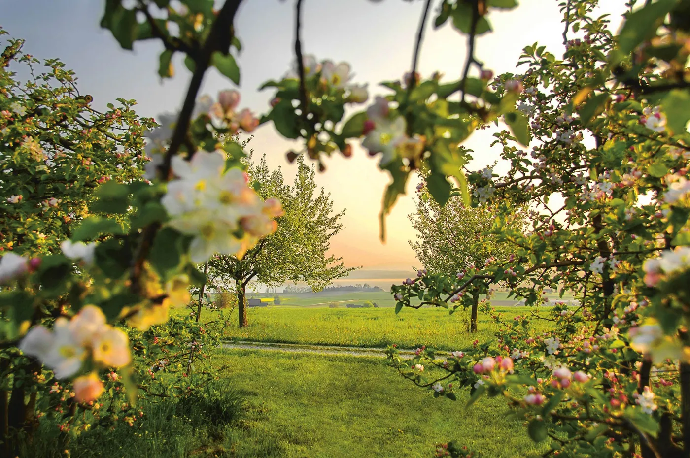 Altnau Apple Trail