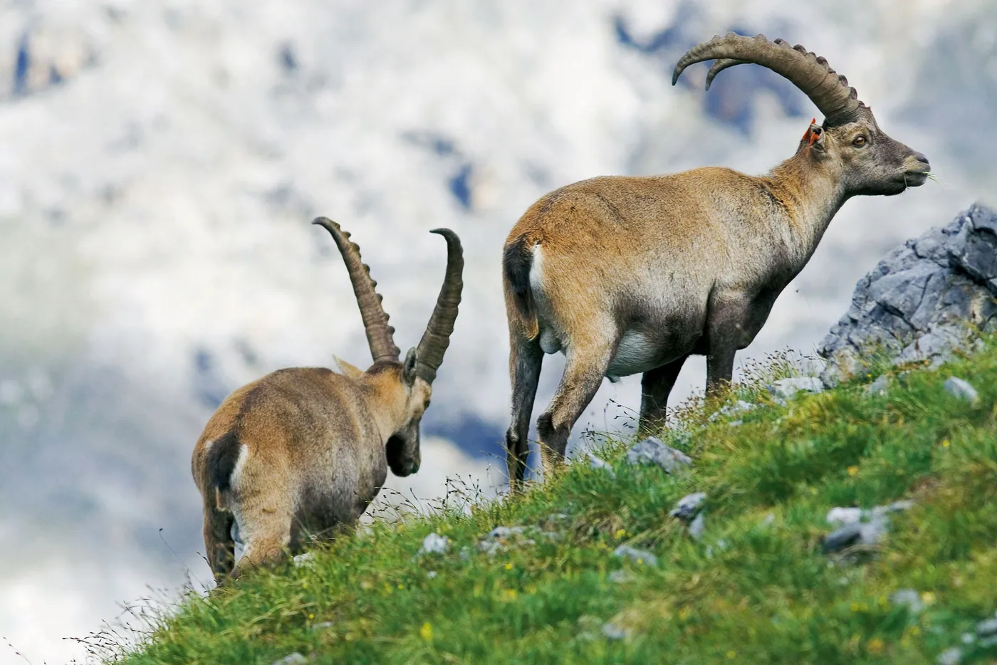 Marmot and Ibex Excursion