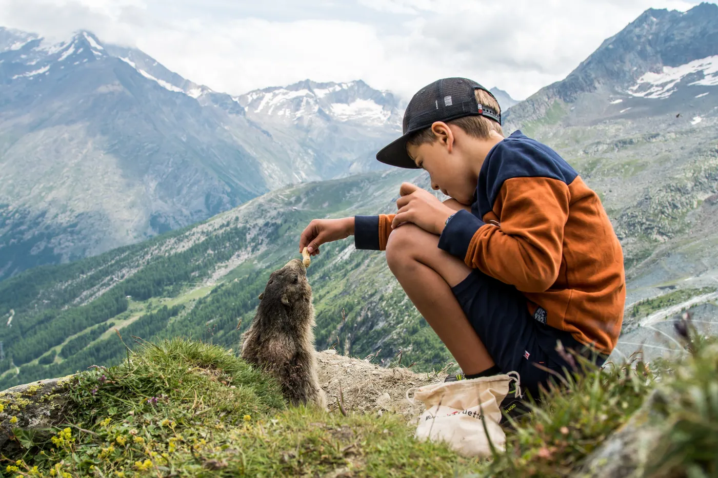 Świstaki w Saas-Fee
