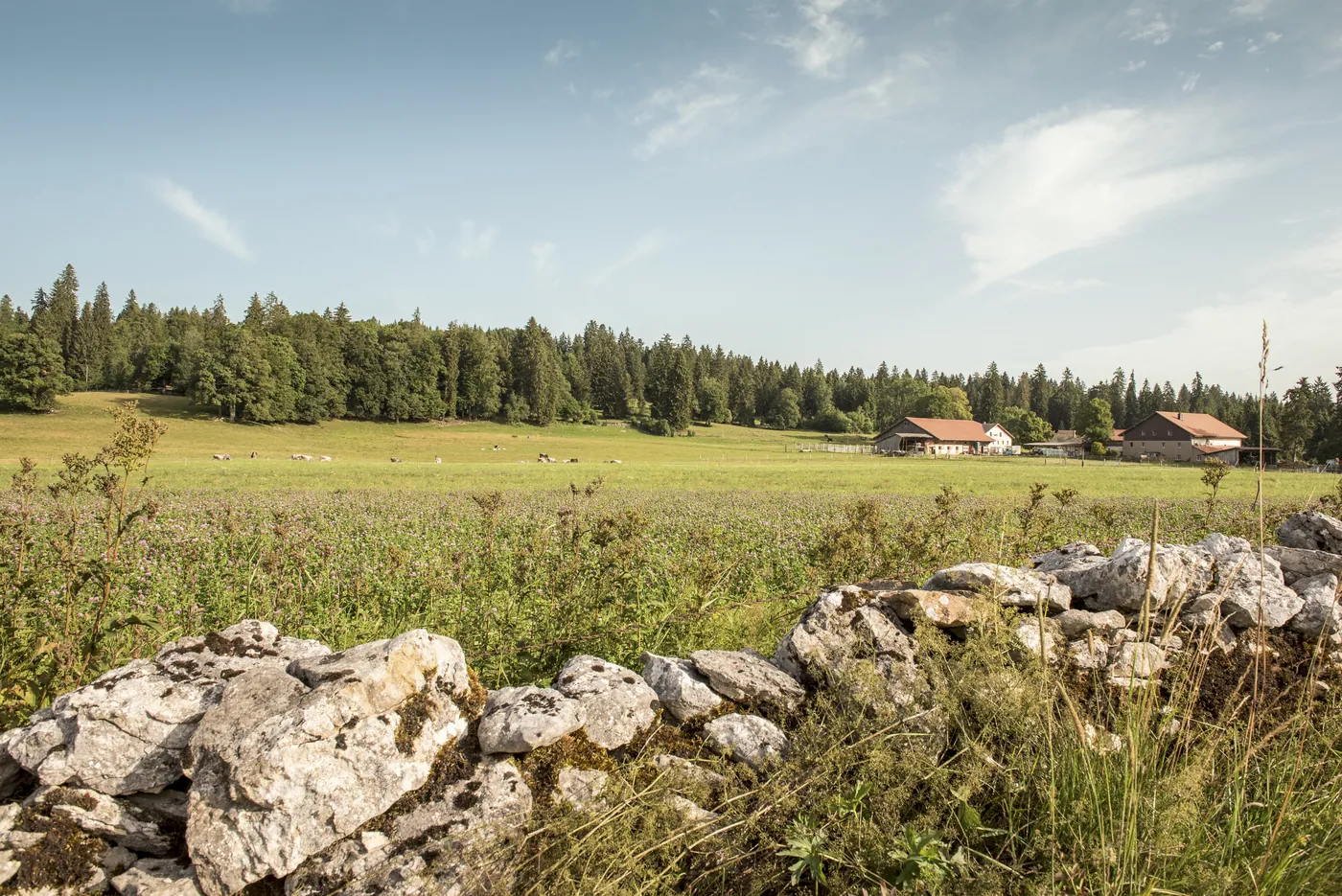 Franches-Montagnes — trasa od farmy do farmy
