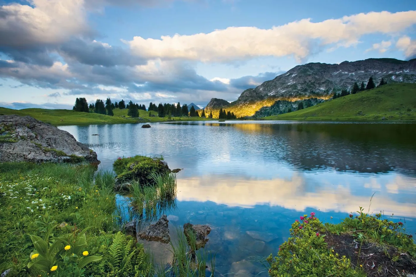 Simmental