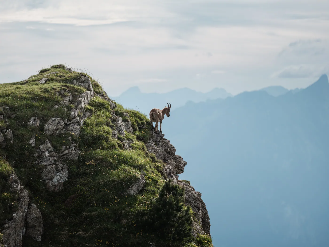 Obserwacja dzikiej przyrody na Niederhorn