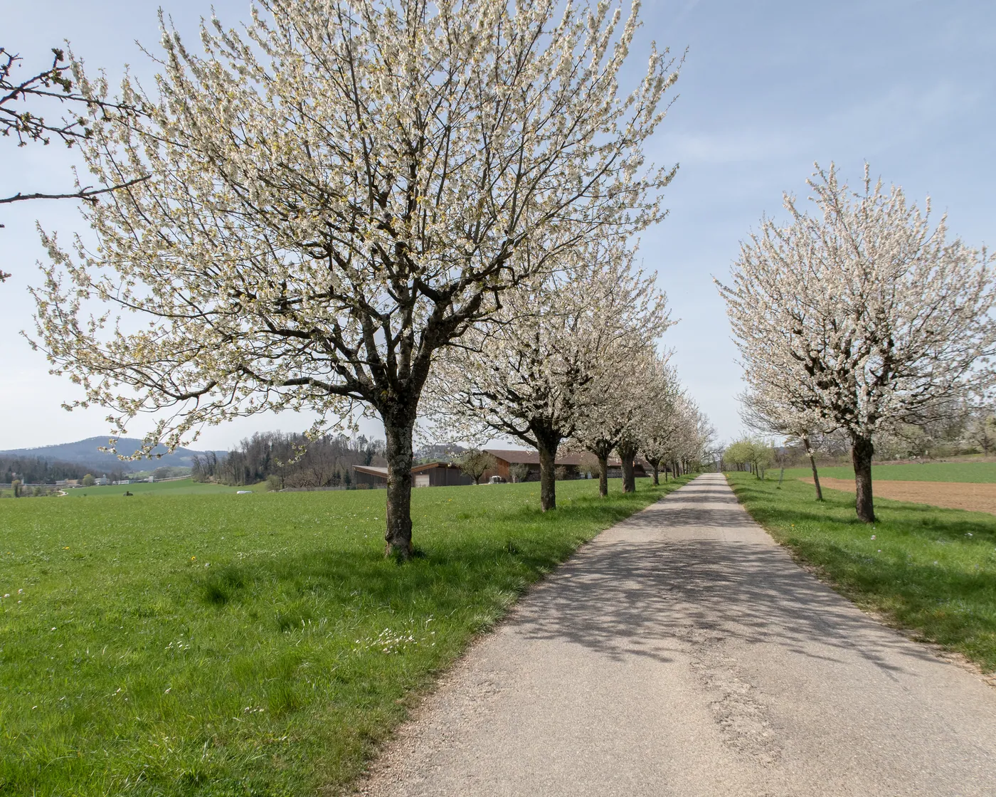 Wildenstein-Rifenstein Weg