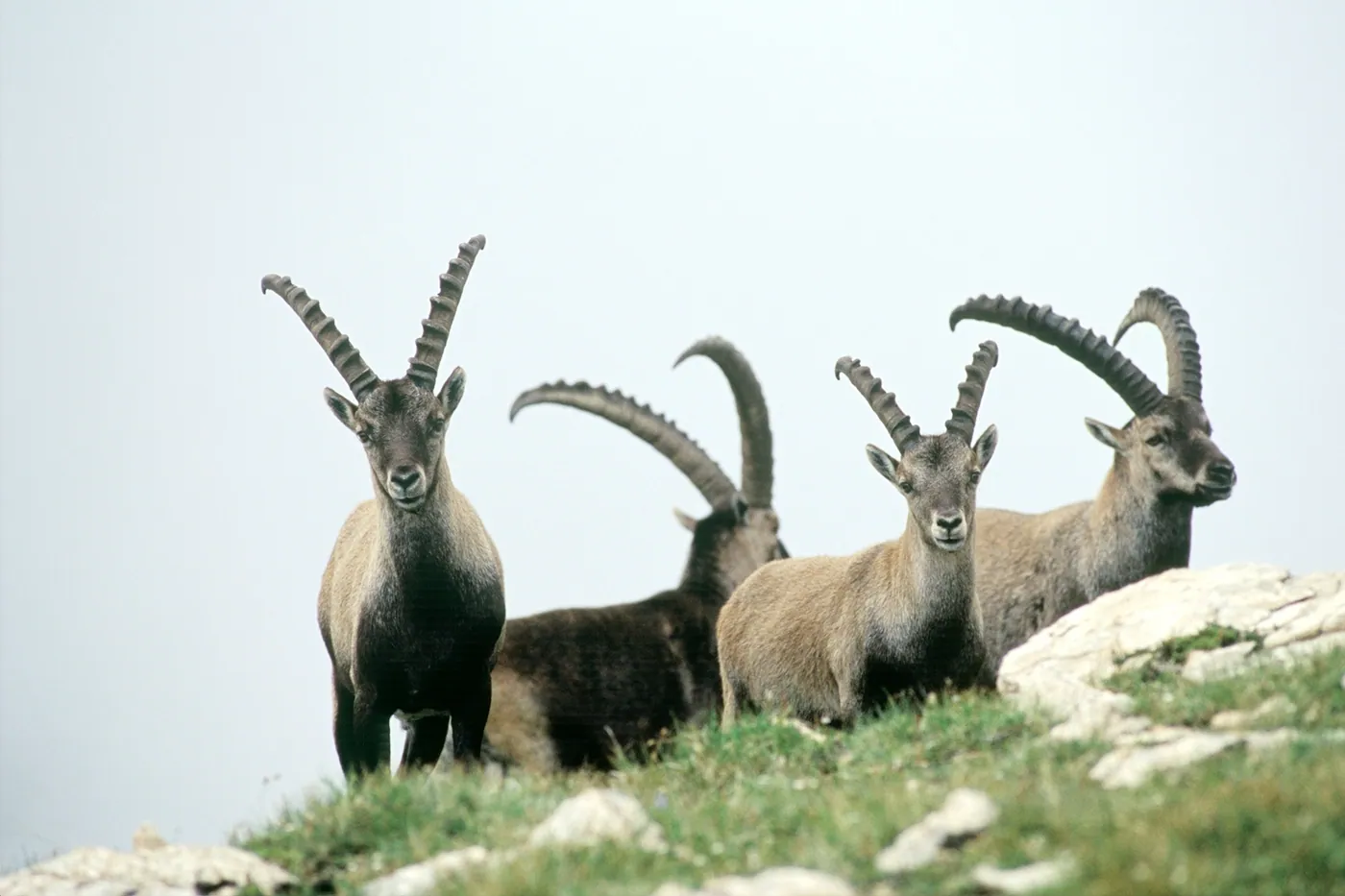 Śladami koziorożca (Capricorn)
