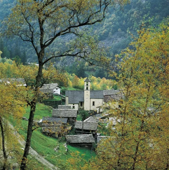 Arvigo