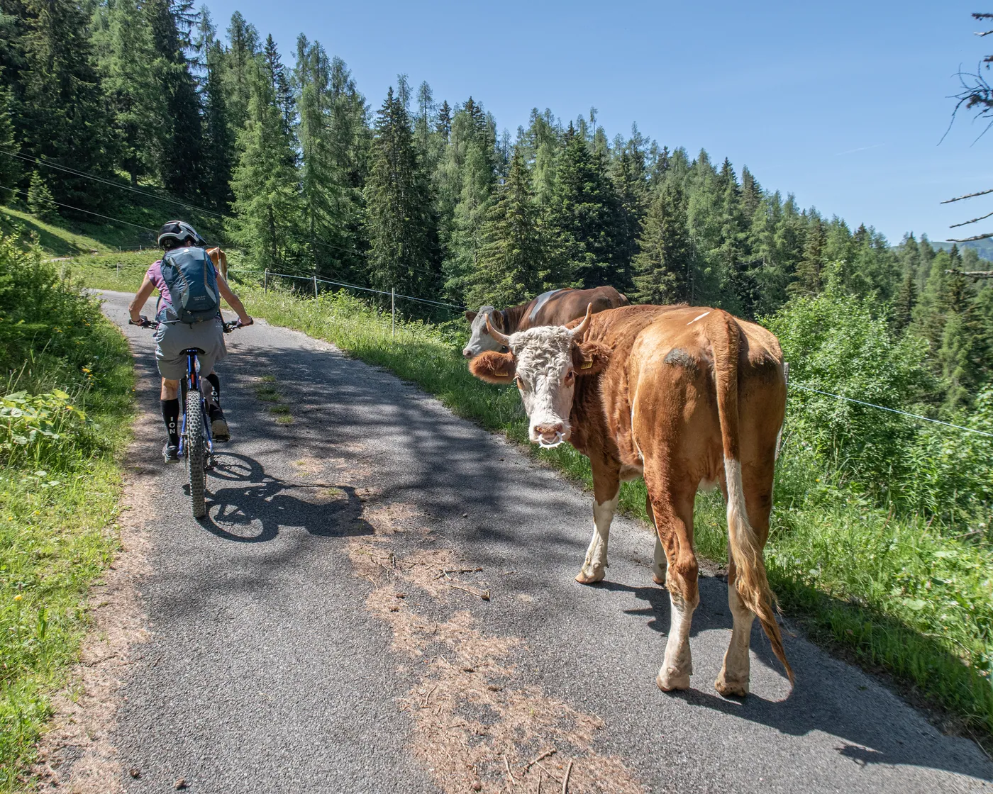 Isenau Bike