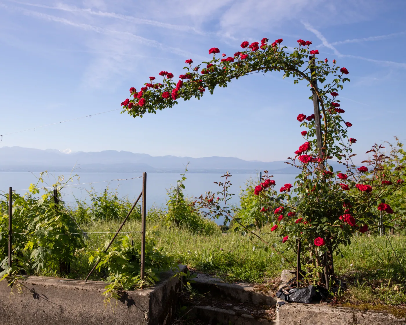 Tour du Léman