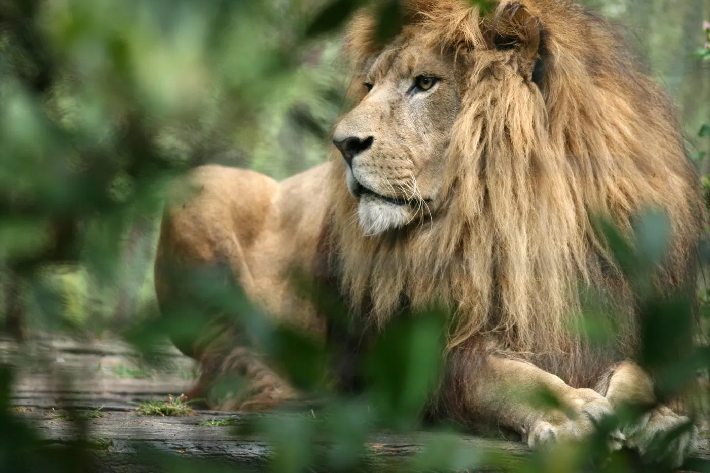 Zoo al Maglio