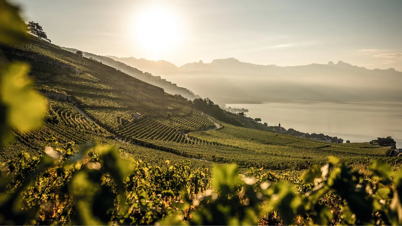 Lavaux Vinorama