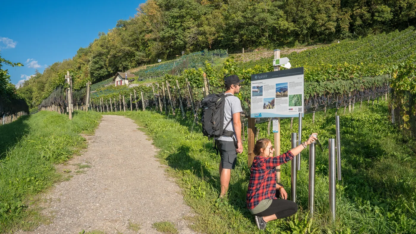 Ścieżka winna w Spiez