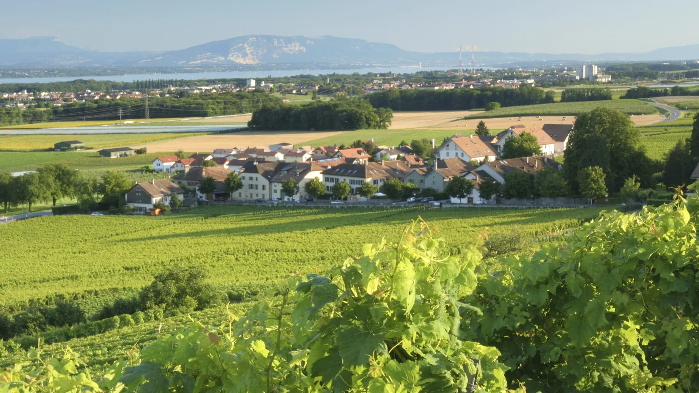 Szlaki winne La Côte (Luins i Vinzel)