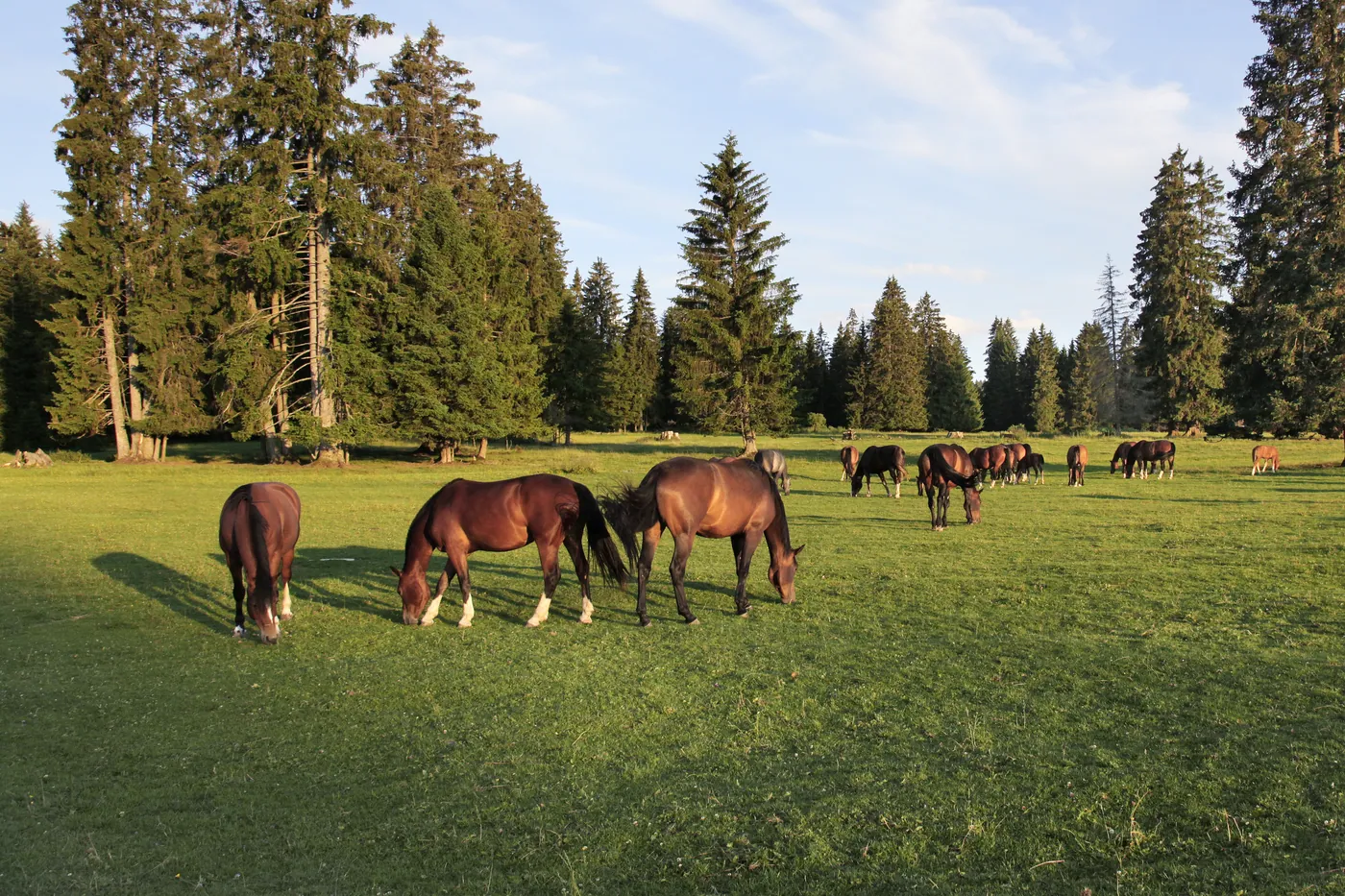 Konie Freiberger w Jurze