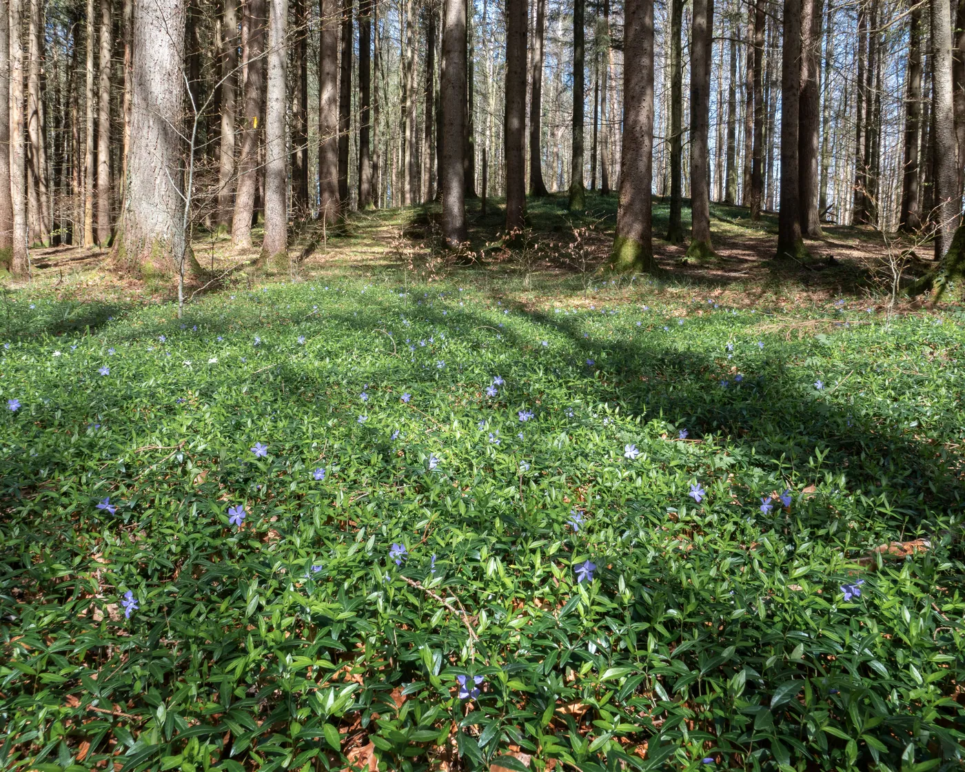 Wildnispfad Sihlwald