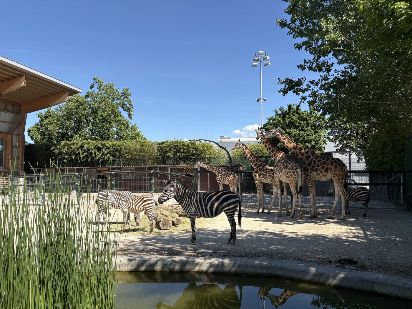 Zoo dziecięce Knie