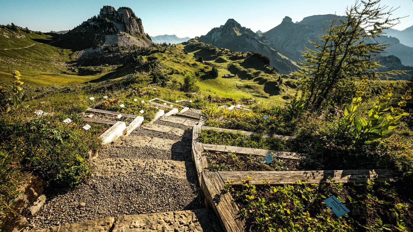 Alpejski Ogród Botaniczny na Schynige Platte