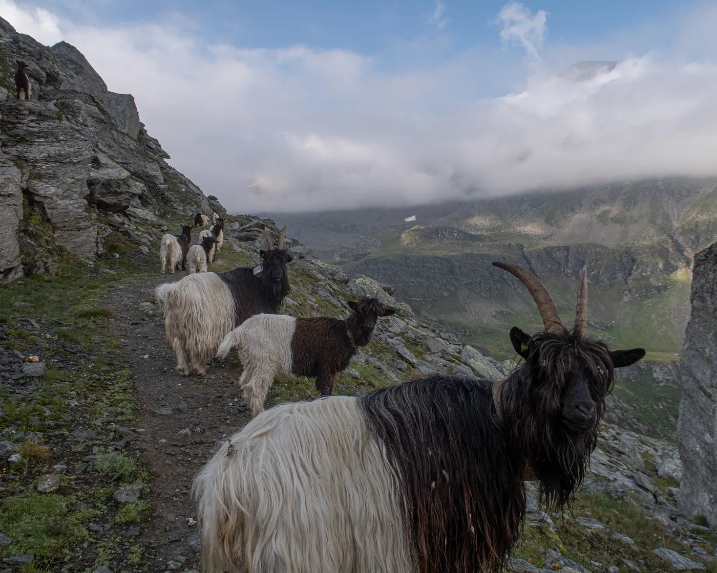 Alpine Passes Trail (Bistinepass)