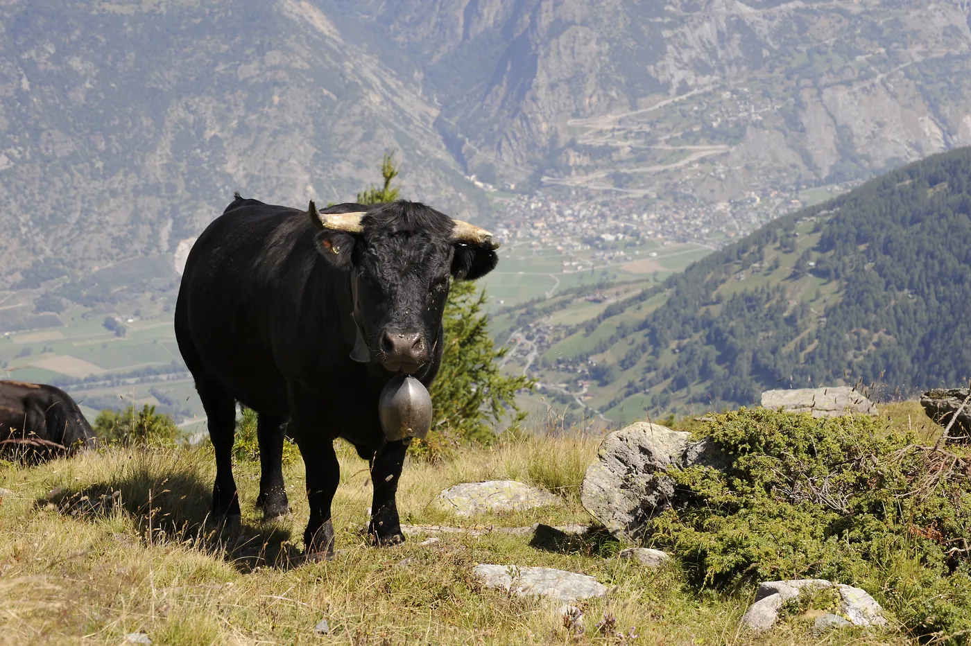 Alpe Rotingen — walki krów