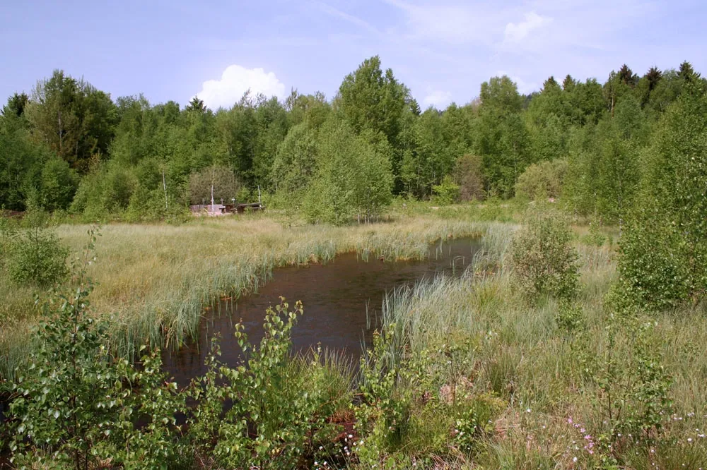Szlak torfowiskowy (Les Ponts-de-Martel)