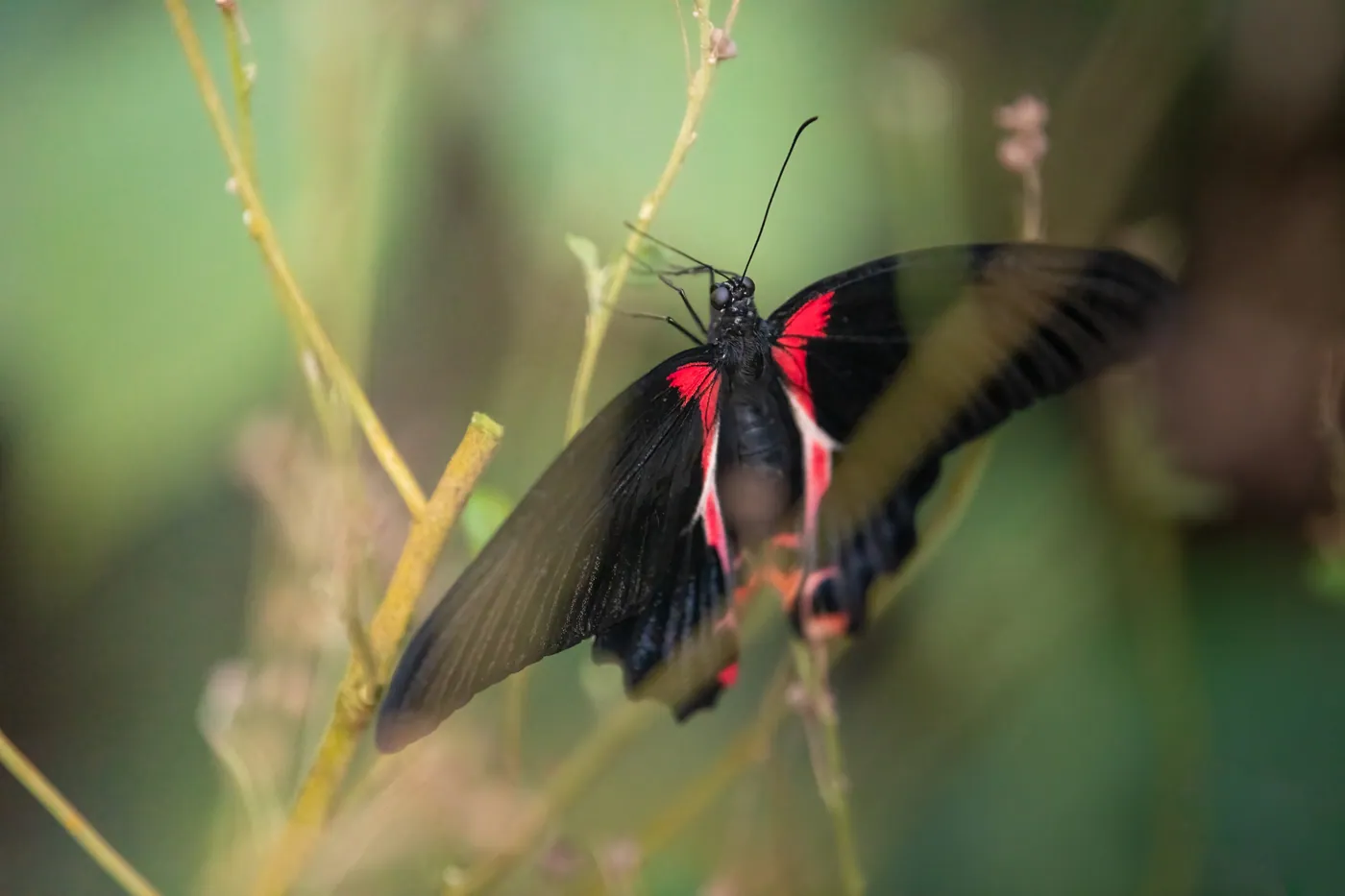 Papiliorama & Nocturama Kerzers