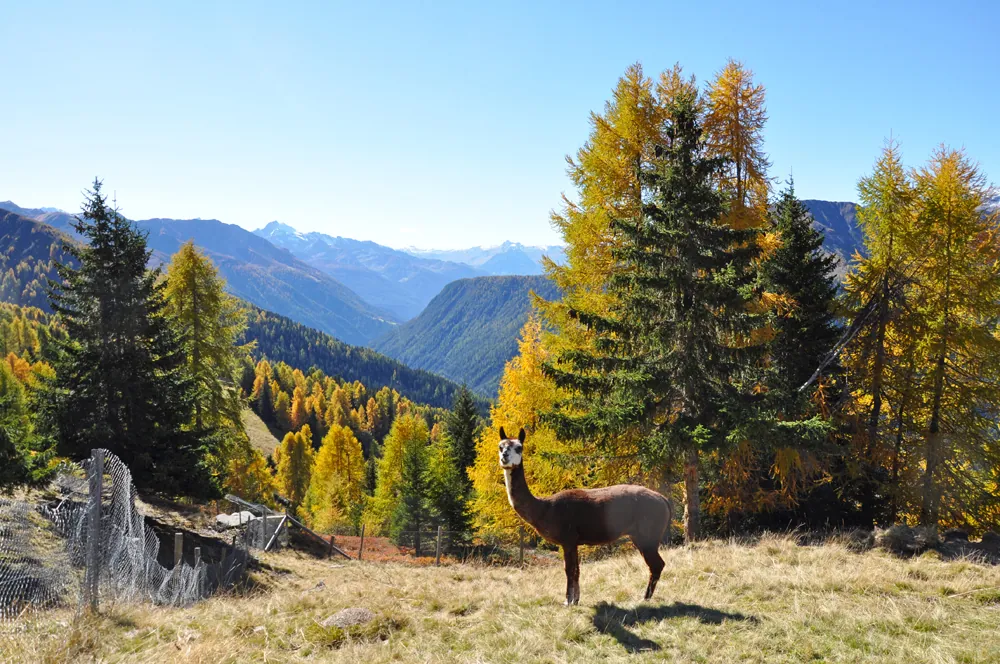 Małe zoo Rinerhorn