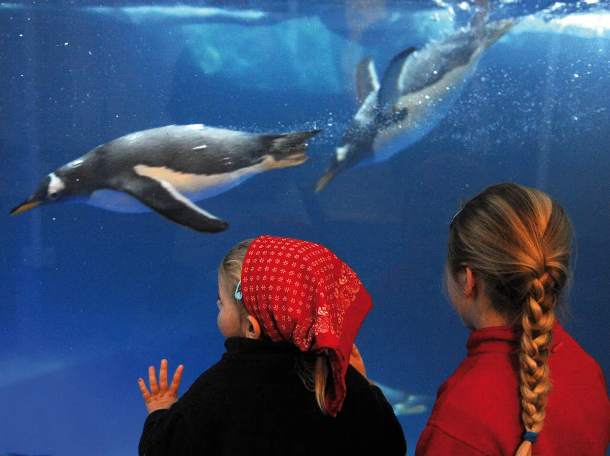 Sea Life