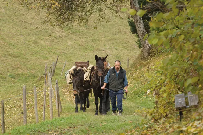 Szlak przez Col de Jaman
