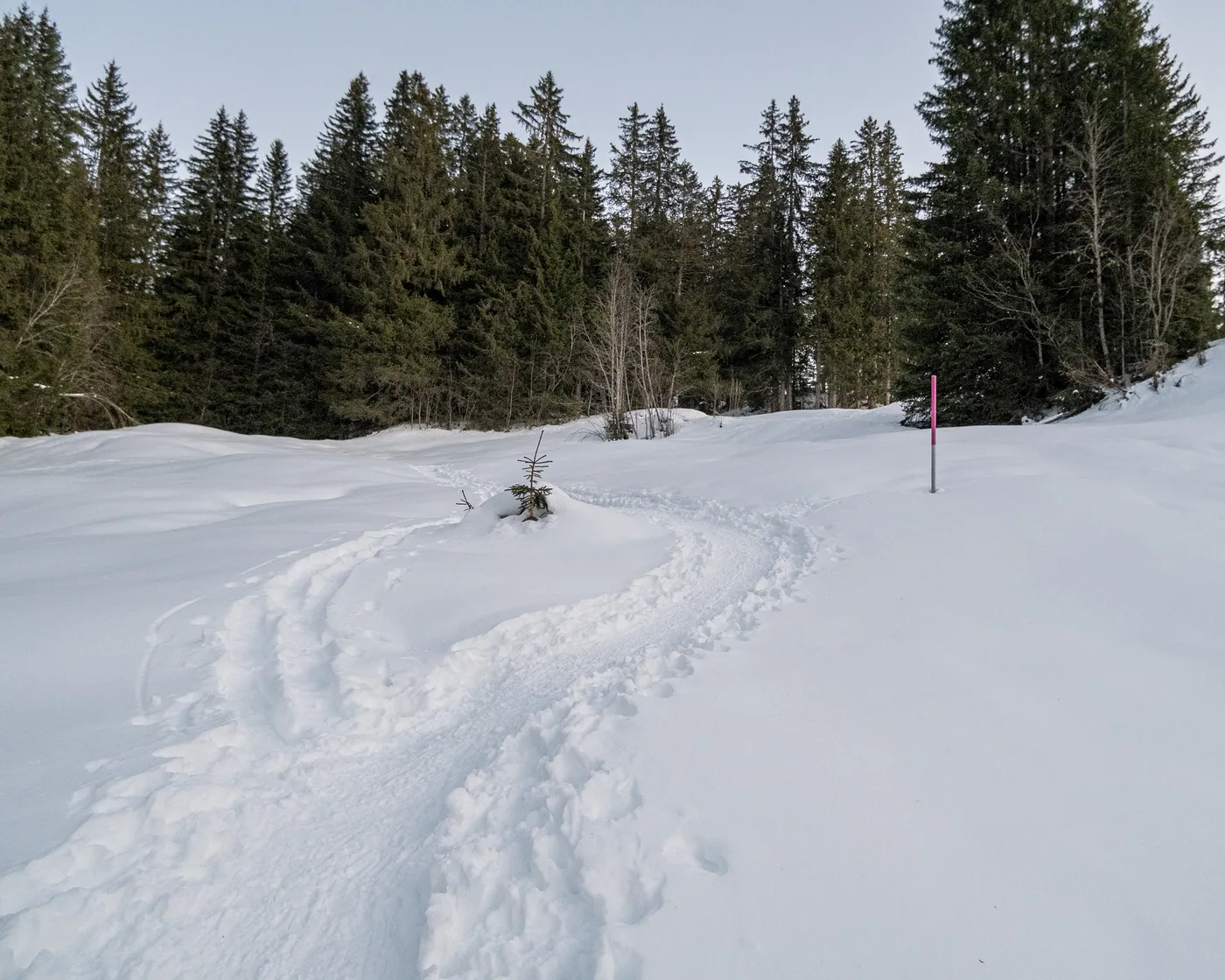 Bühlberg Trail