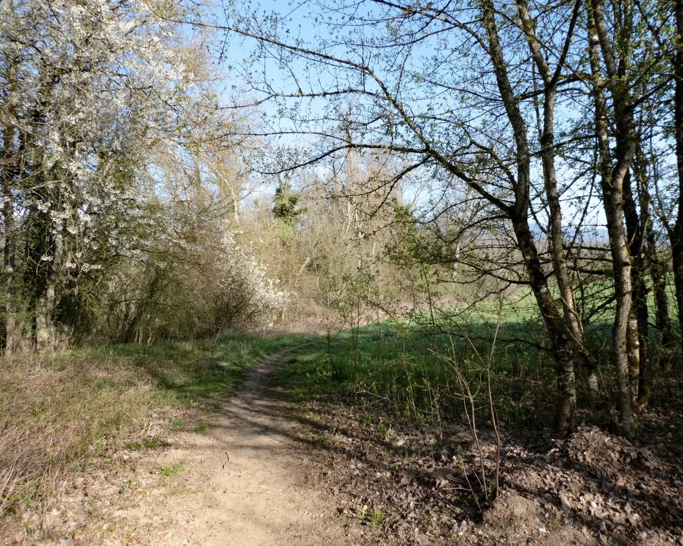 Alpine Panorama Trail (Lac Léman)